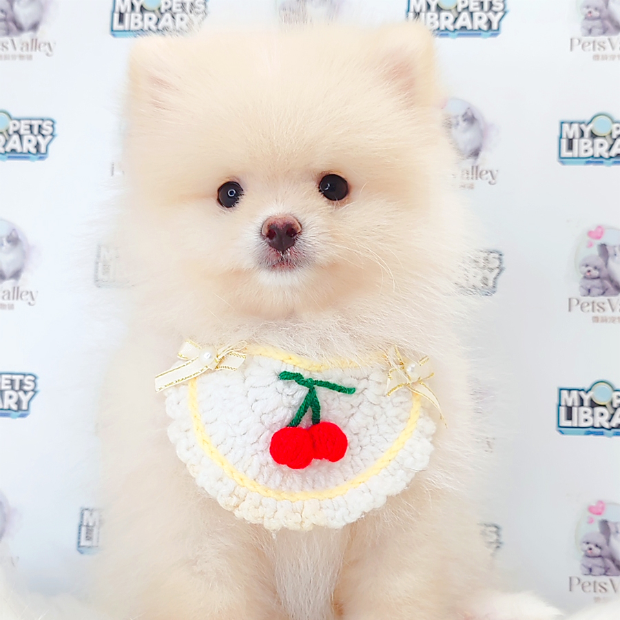 Pomeranian Puppy