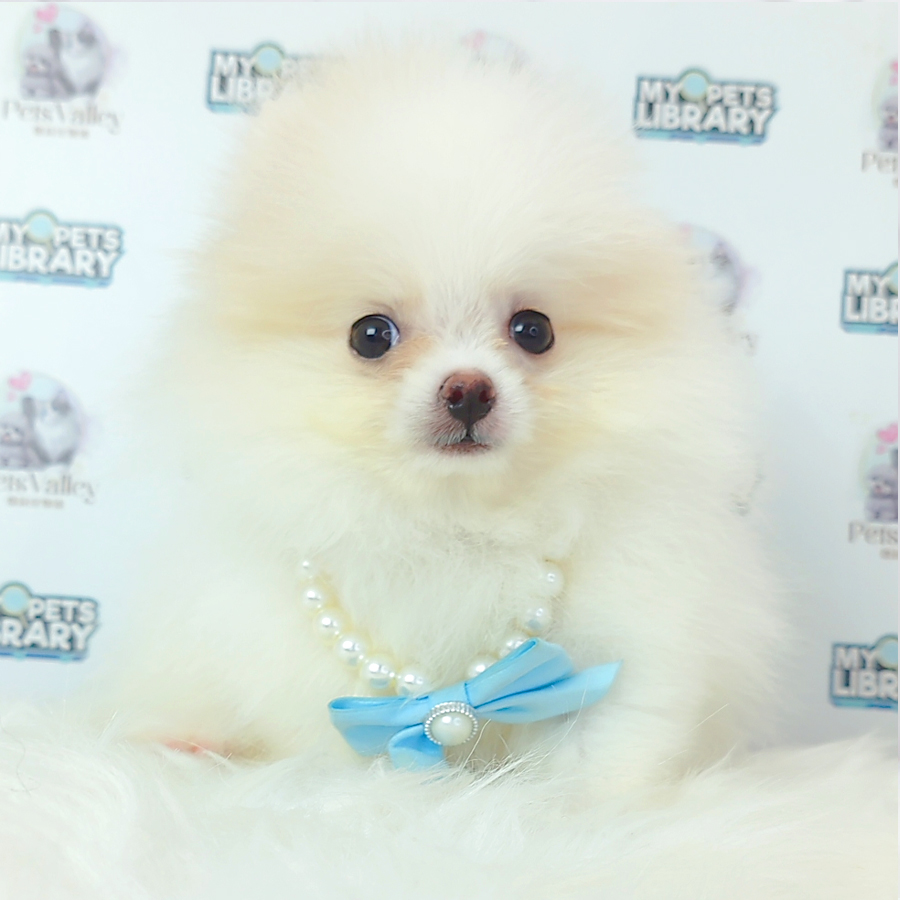 Pomeranian Puppy