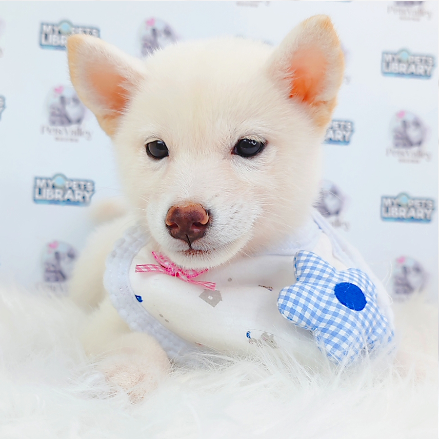 Shiba Inu Puppy
