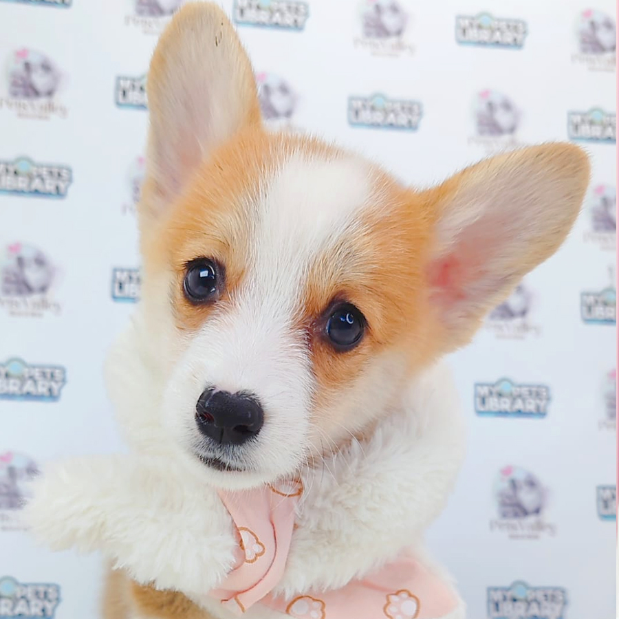 Welsh Corgi Puppy