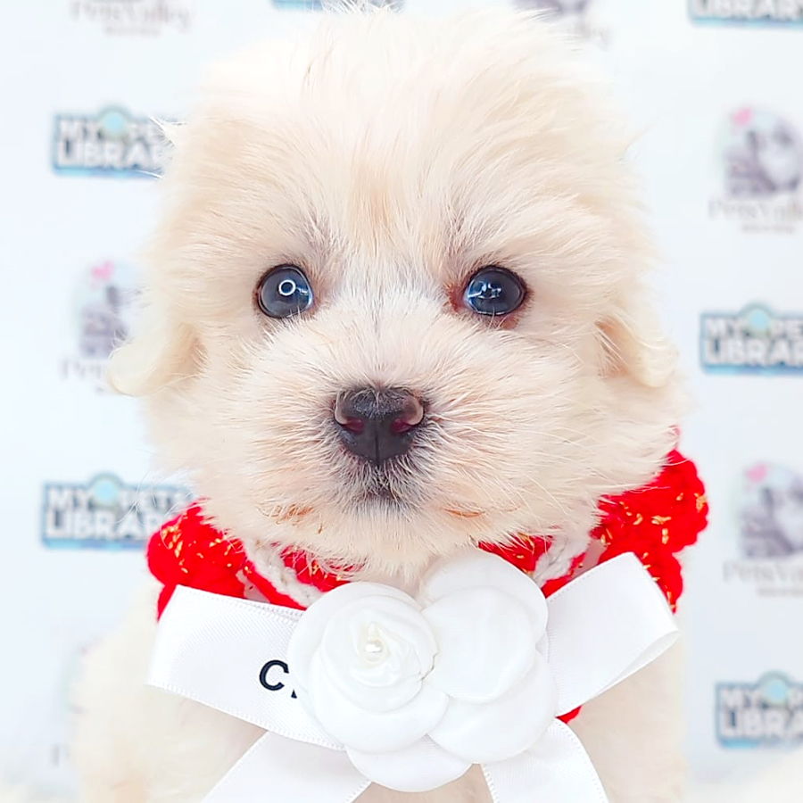 Maltipoo Puppy
