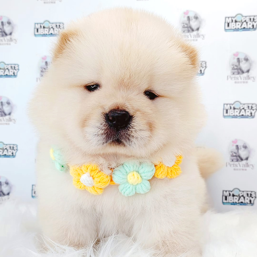 Chow Chow Puppy