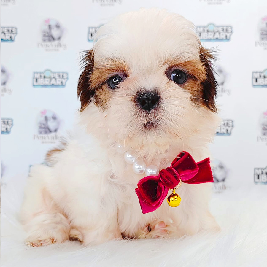 Shih Tzu Puppy