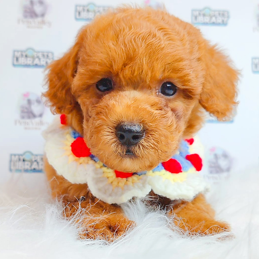 Toy Poodle Puppy