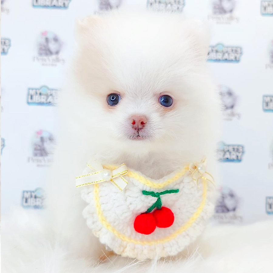 Pomeranian Puppy