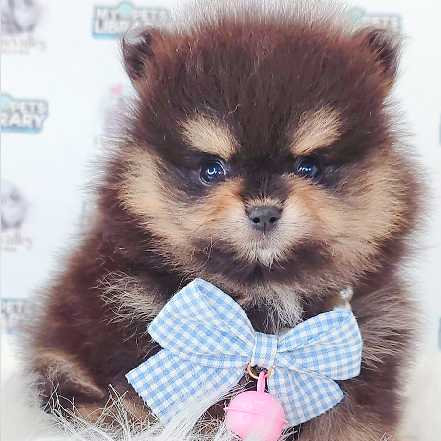 Pomeranian Puppy