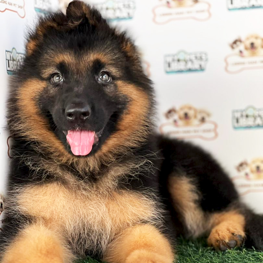 German Shepherd Puppy
