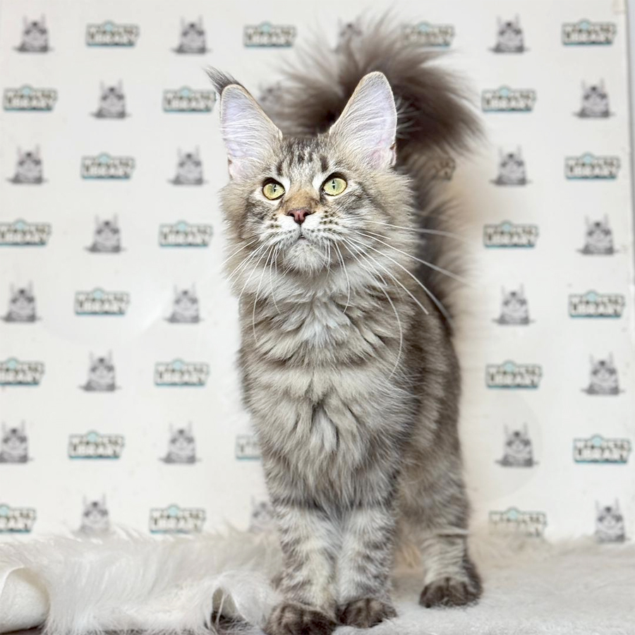 Maine Coon Kitten