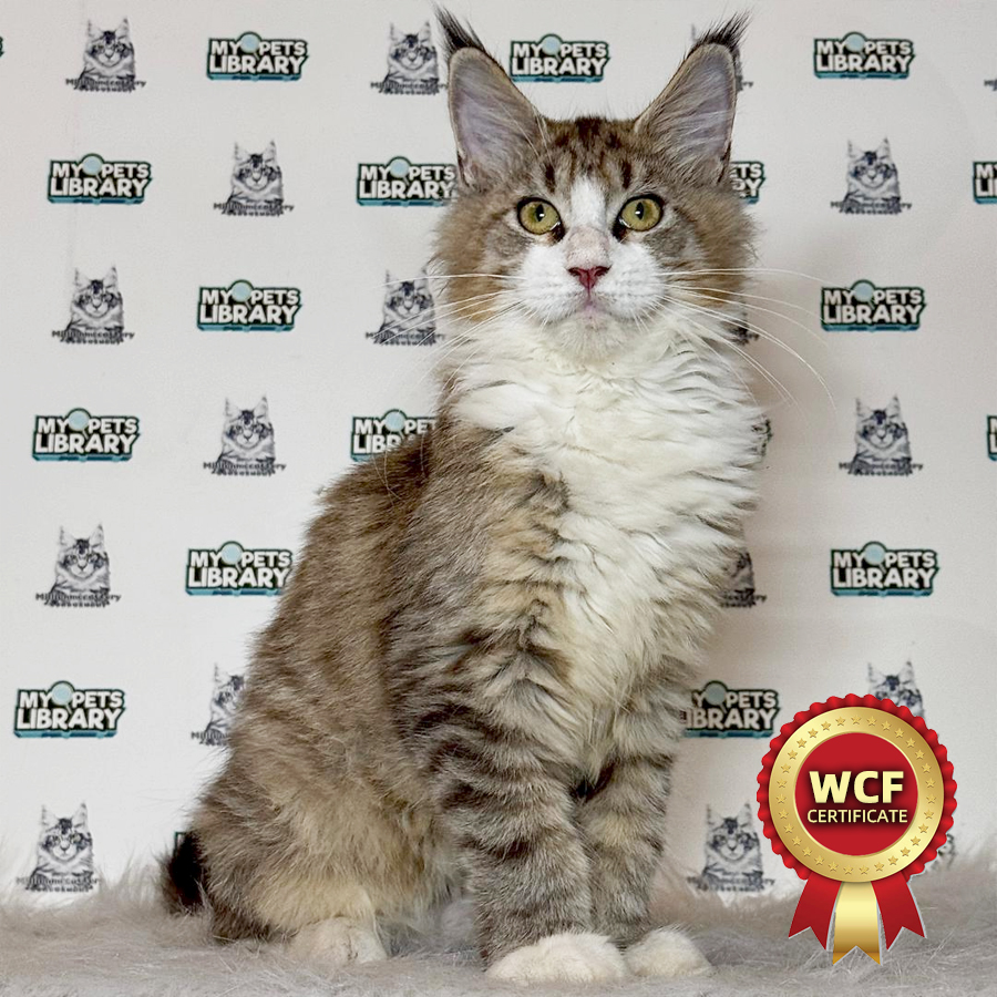 WCF Maine Coon Kitten