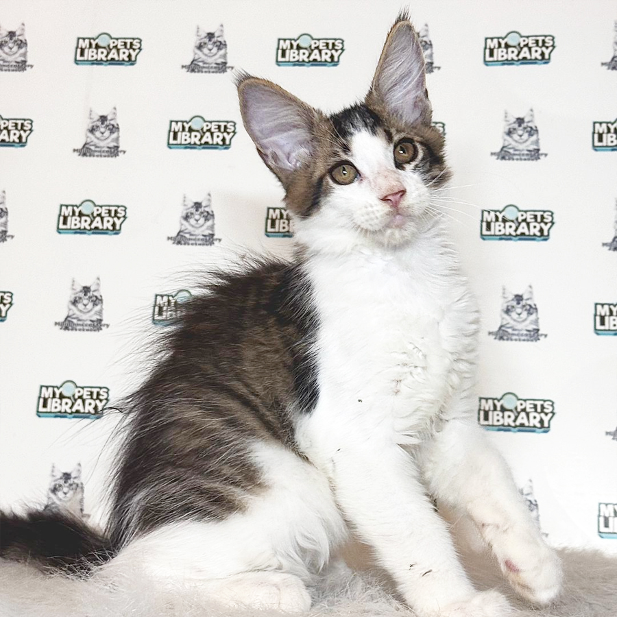 Maine Coon Kitten