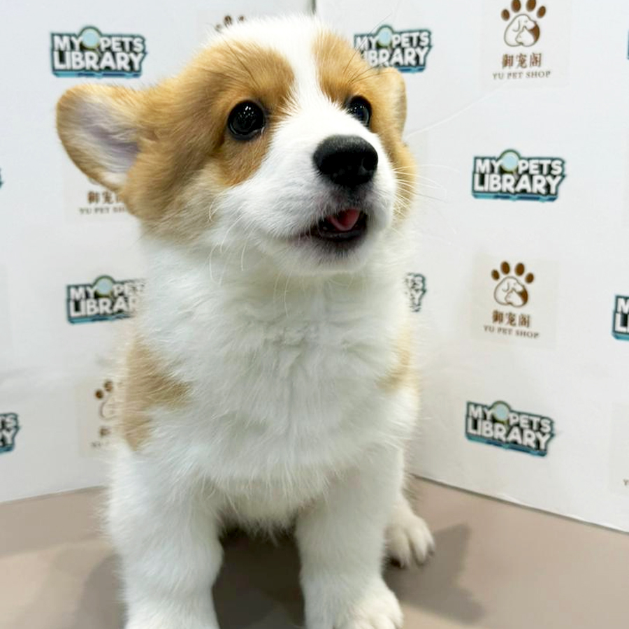 Welsh Corgi Puppy
