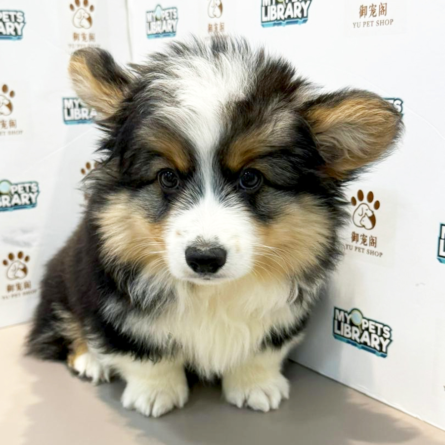 Welsh Corgi Puppy