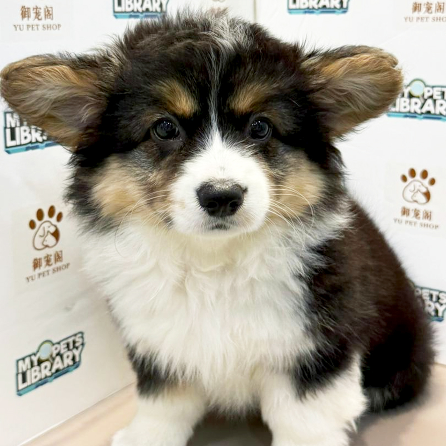 Welsh Corgi Puppy