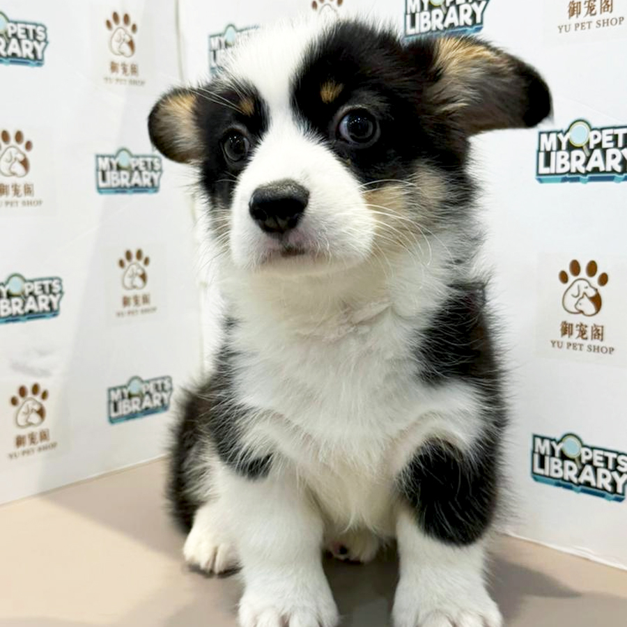 Welsh Corgi Puppy