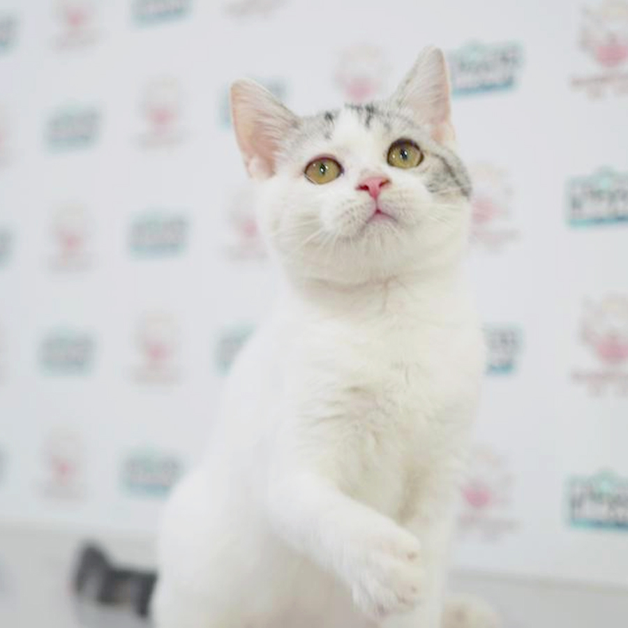 American Shorthair Kitten