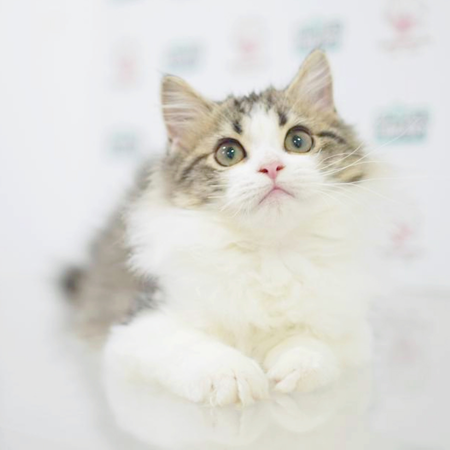 British Longhair Kitten