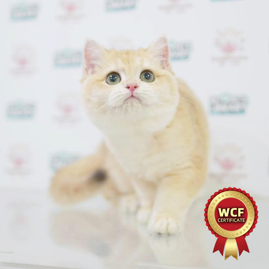 WCF British Shorthair Kitten