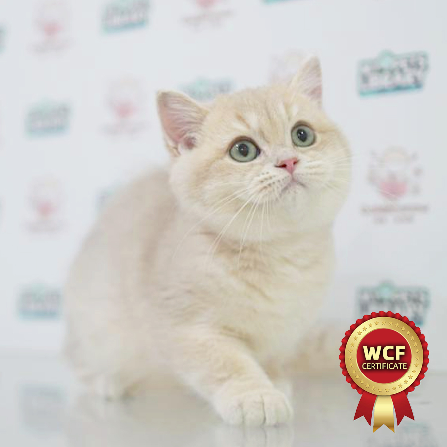 WCF British Shorthair Kitten