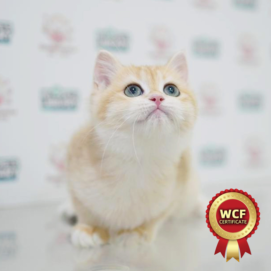 WCF British Shorthair Kitten