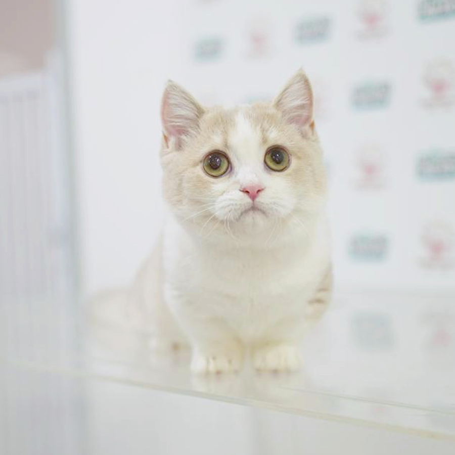 Munchkin Shorthair Kitten
