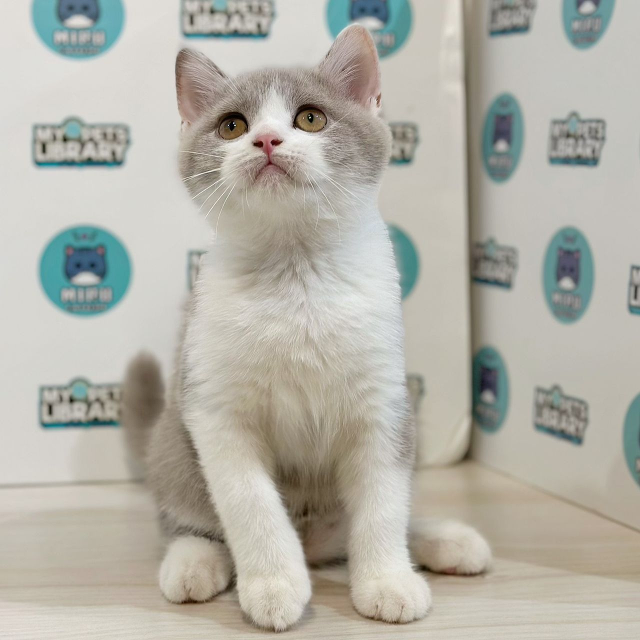British Shorthair Kitten