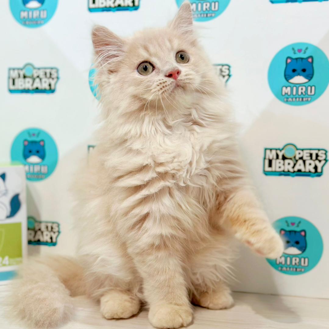 Turkish Angora British Longhair Kitten