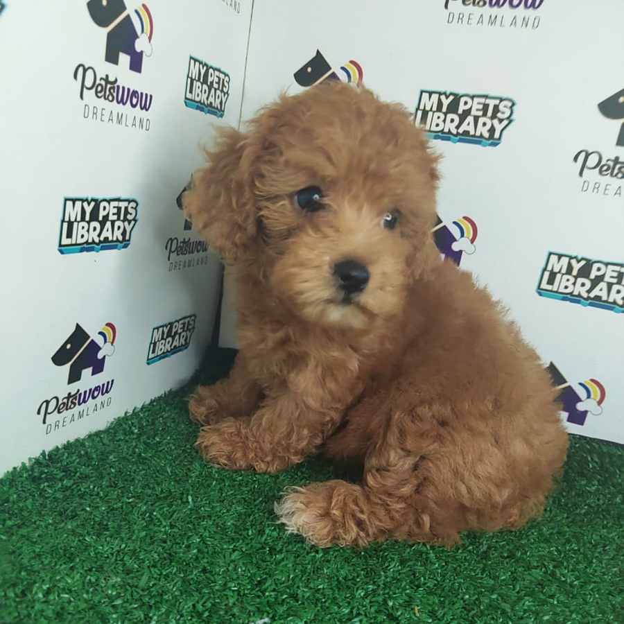 Giant Poodle Puppy