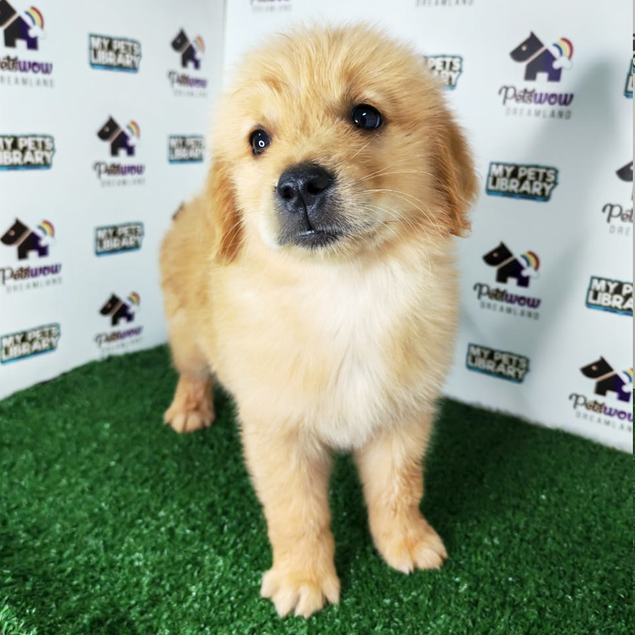 Golden Retriever Puppy