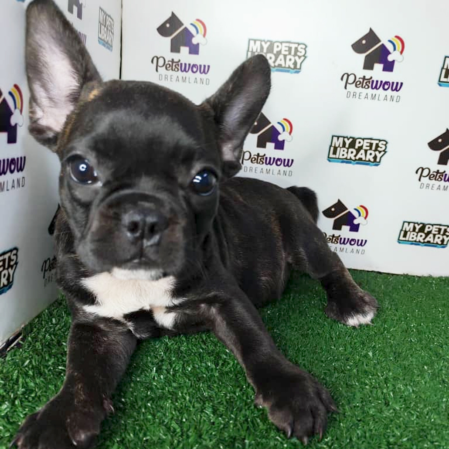 French Bulldog Puppy