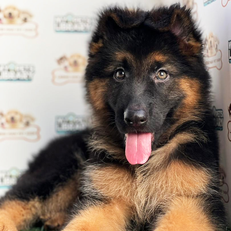 German Shepherd Puppy