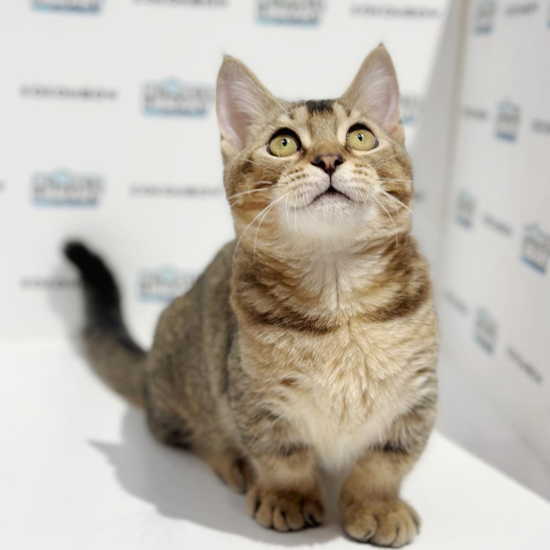 Munchkin British Shorthair Kitten