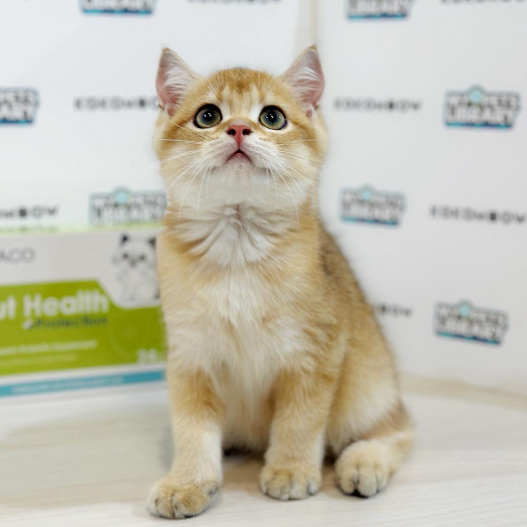 British Shorthair Kitten