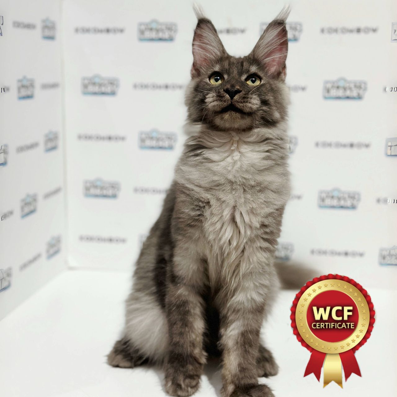 WCF Maine Coon Kitten