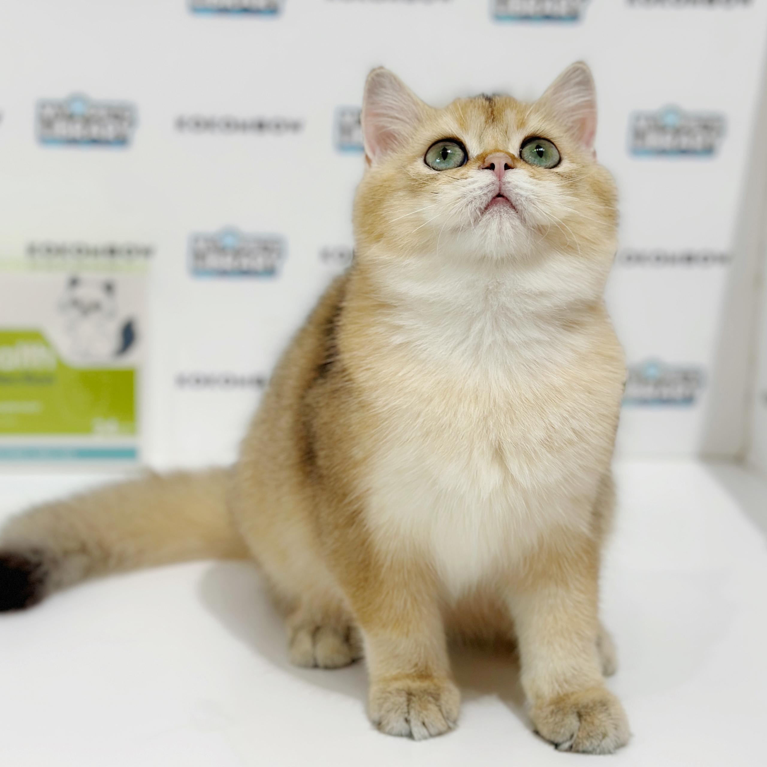 British Shorthair Kitten