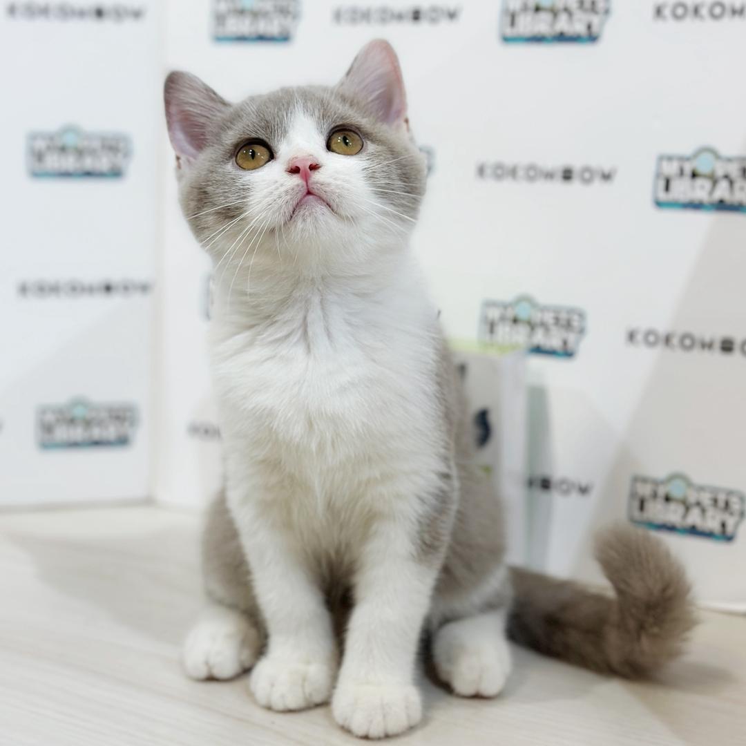 British Shorthair Kitten