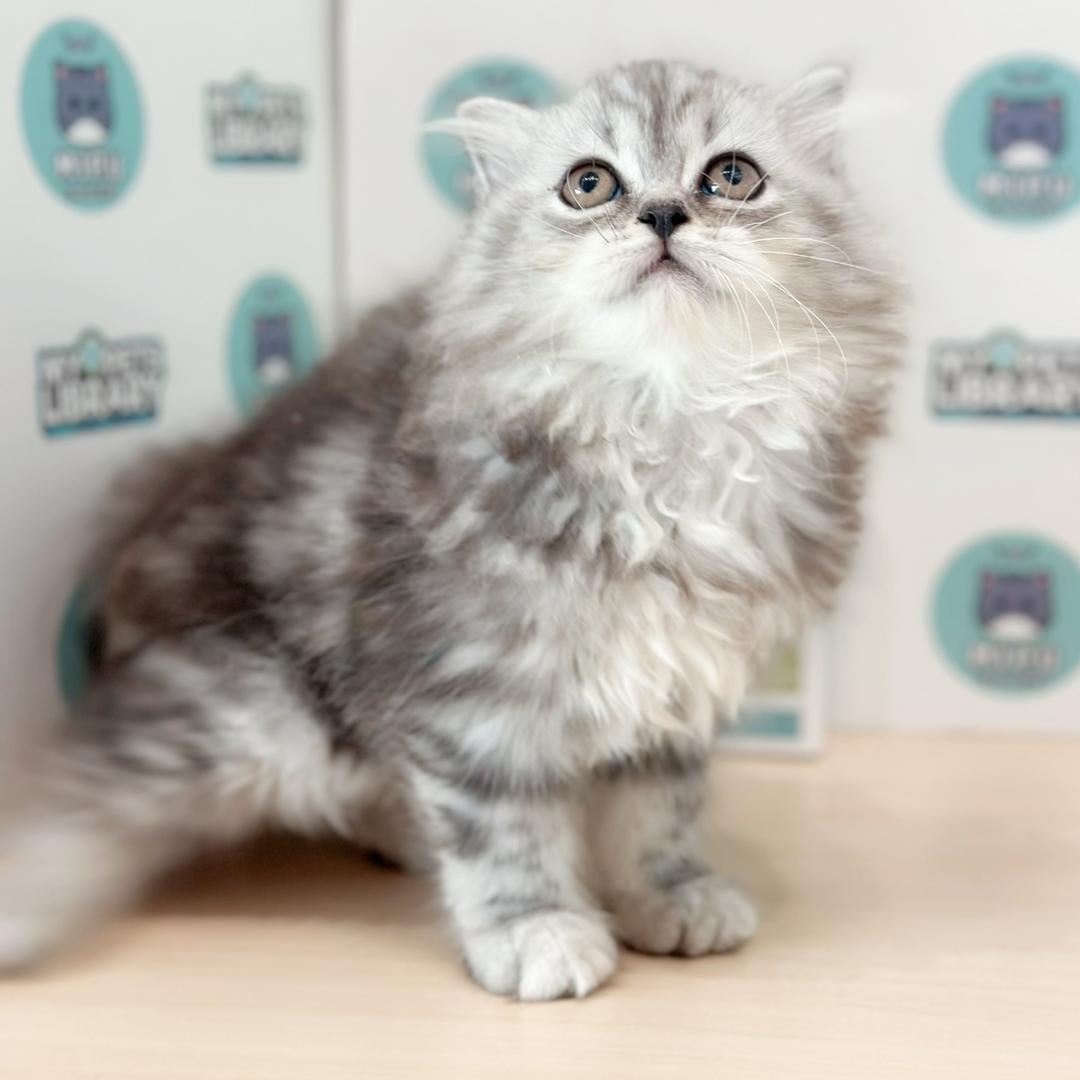 Scottish Persian Kitten