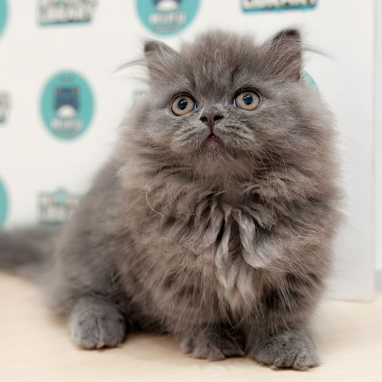 Super Short Minuet Napoleon Kitten