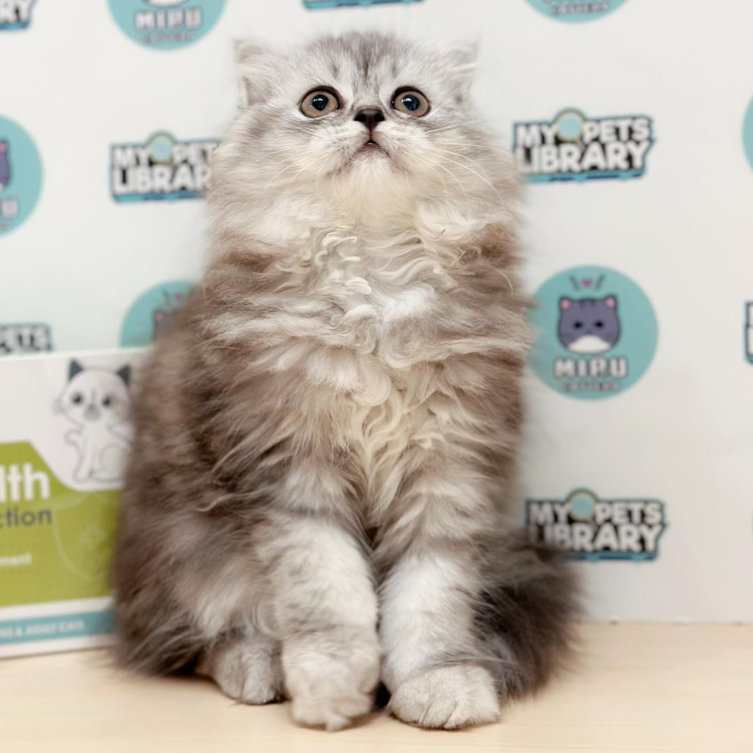Scottish Persian Kitten