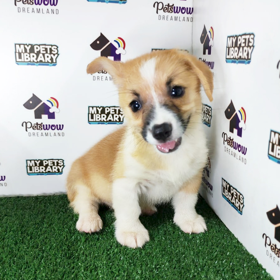 Pembroke Welsh Corgi Puppy
