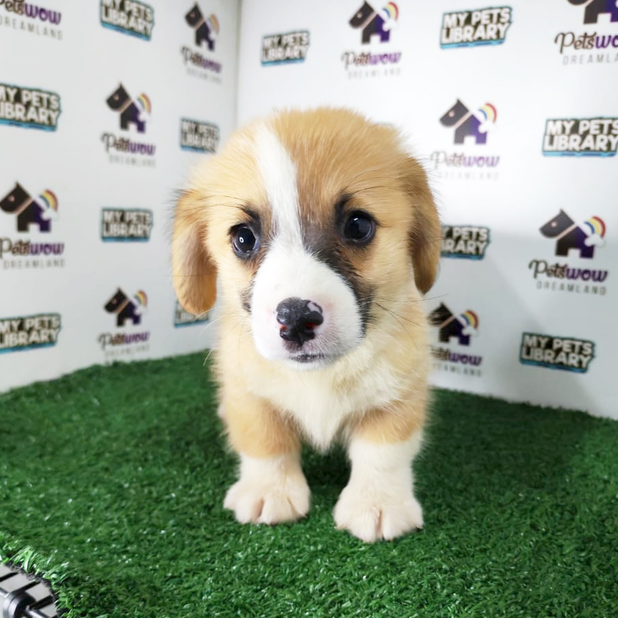 Pembroke Welsh Corgi Puppy