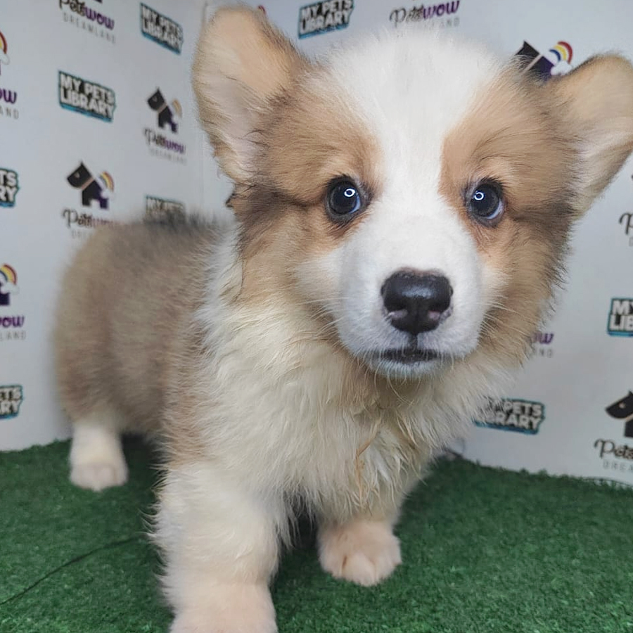 Long Coat Pembroke Welsh Corgi Puppy