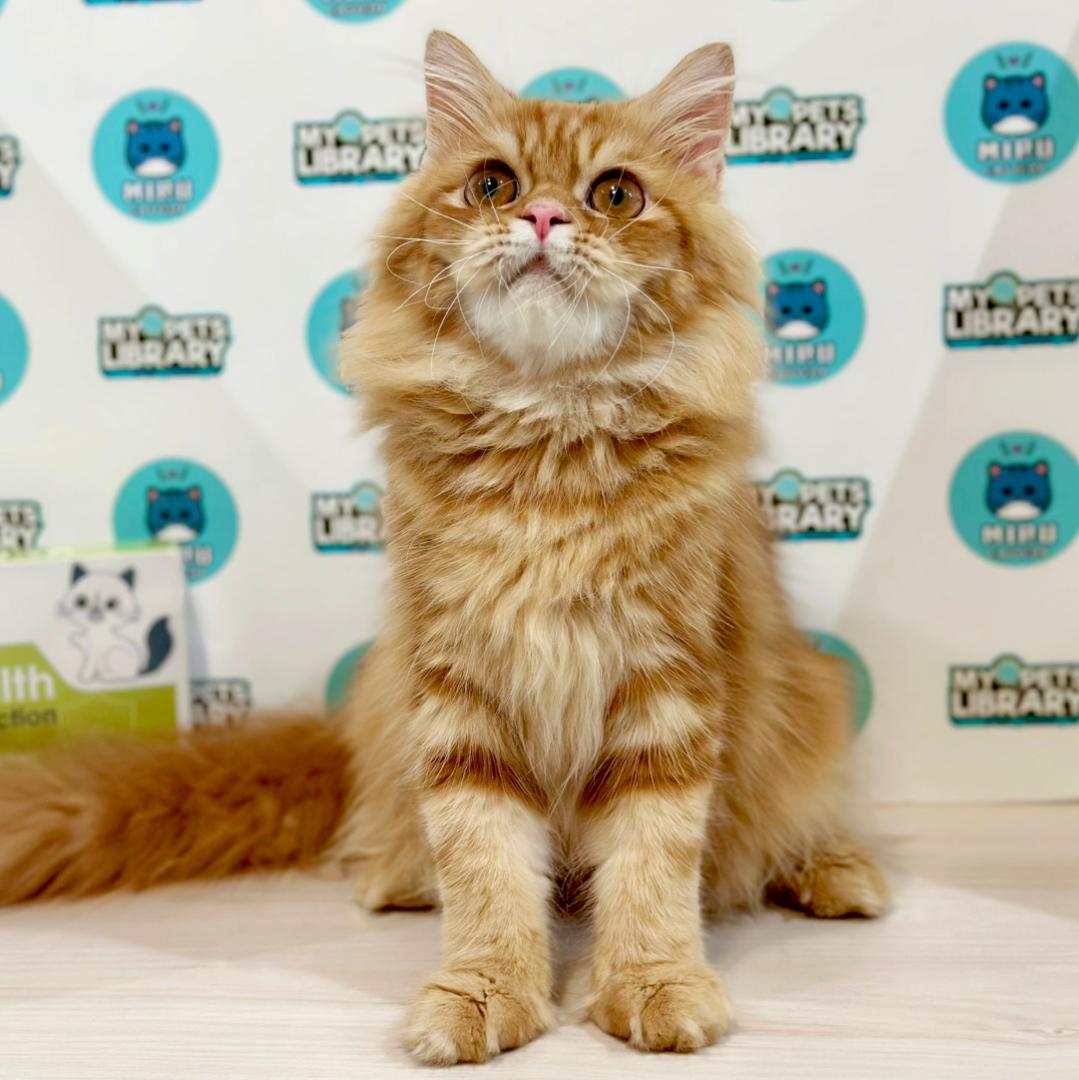 Scottish Persian Kitten