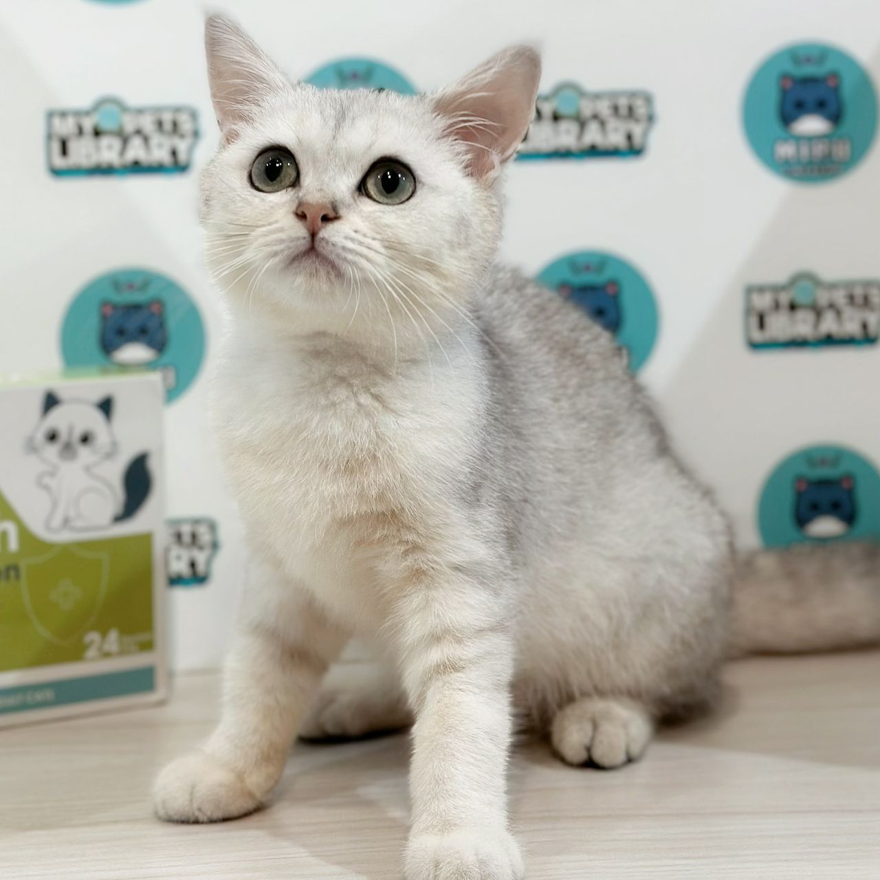 British Shorthair Kitten