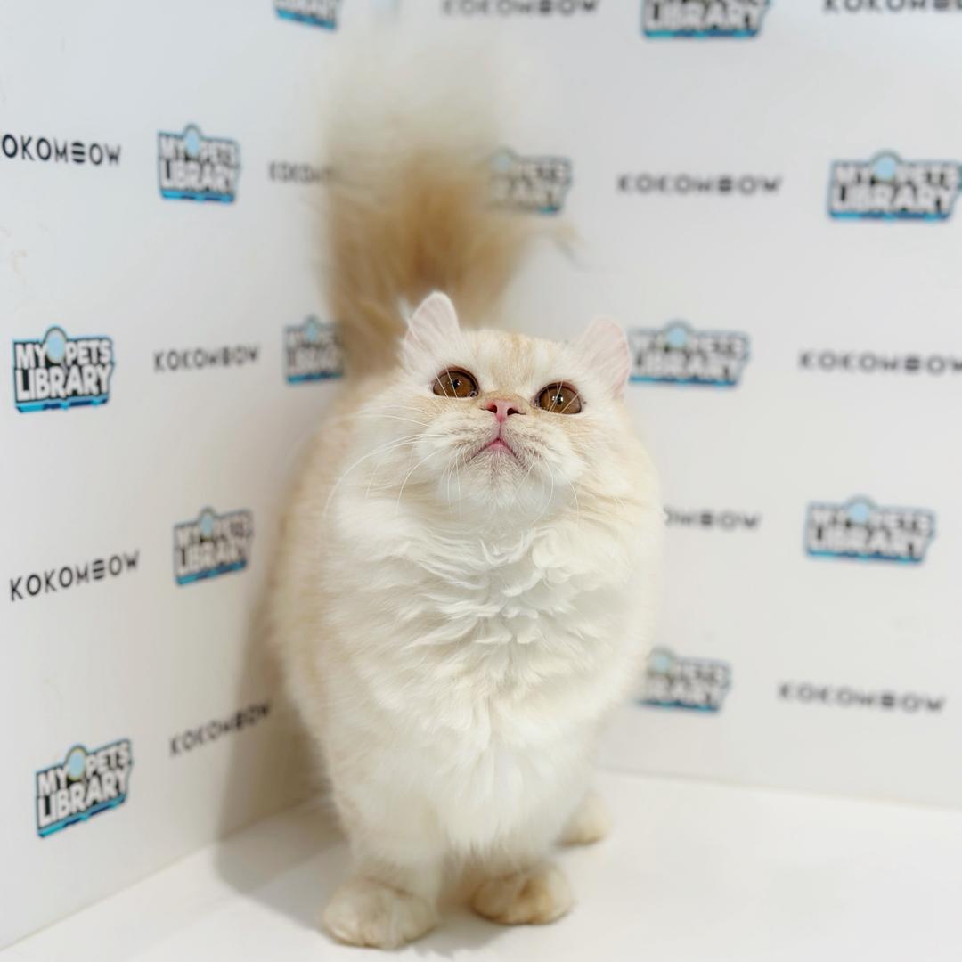 Super Short Munchkin Kinkalow Kitten