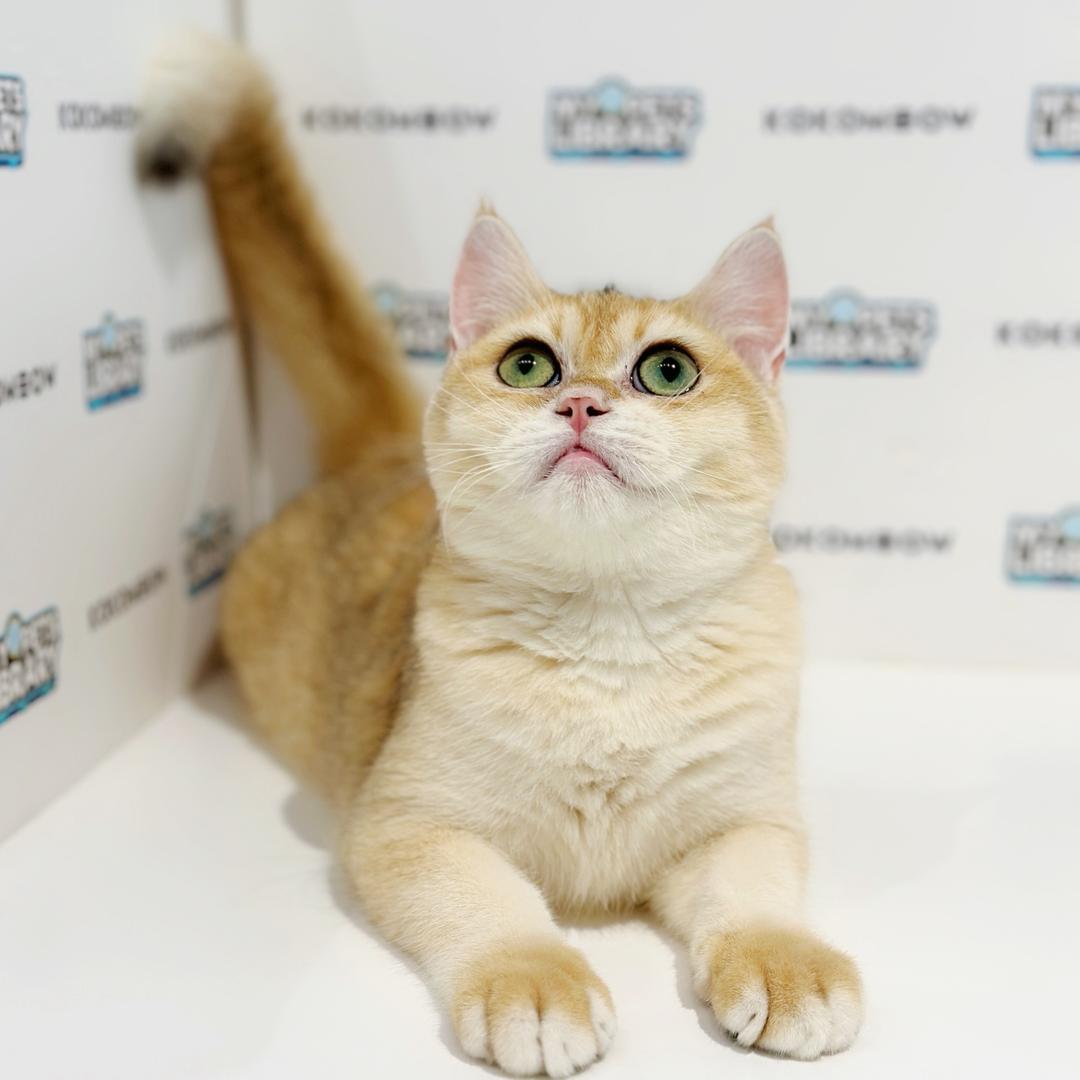 British Shorthair Kitten