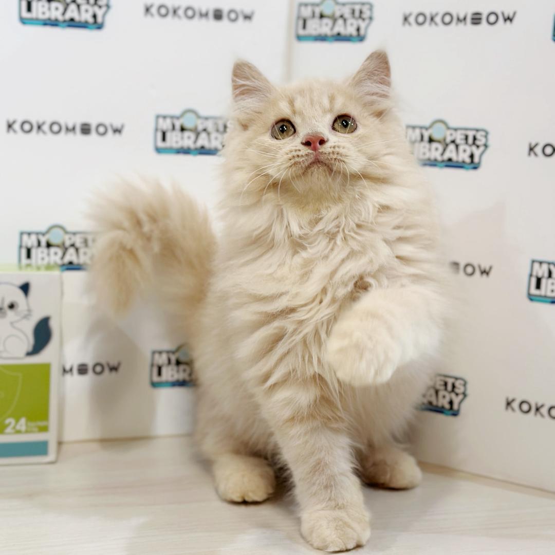 Turkish Angora British Longhair Kitten