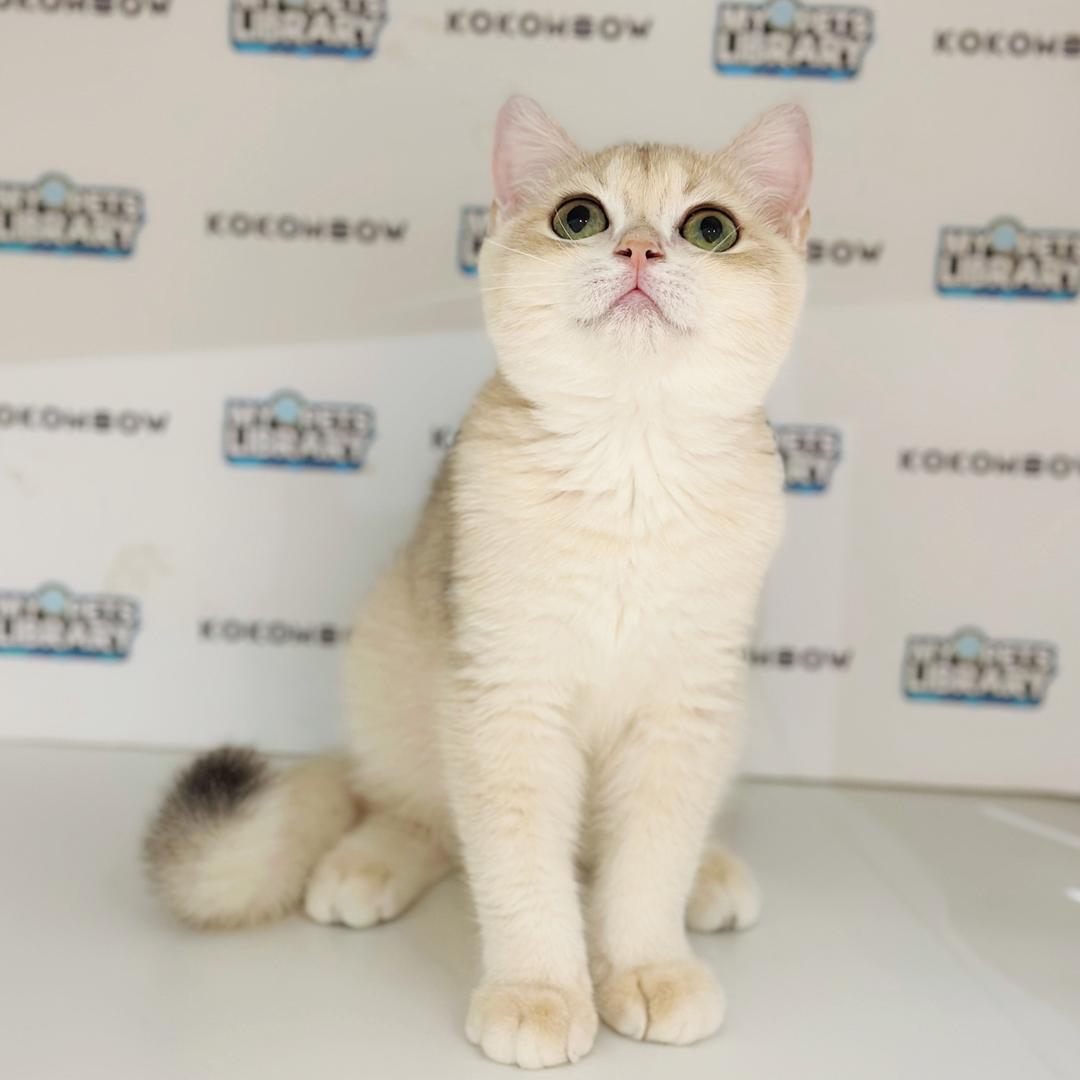 British Shorthair Kitten