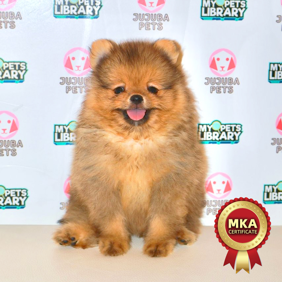 MKA Pomeranian Puppy