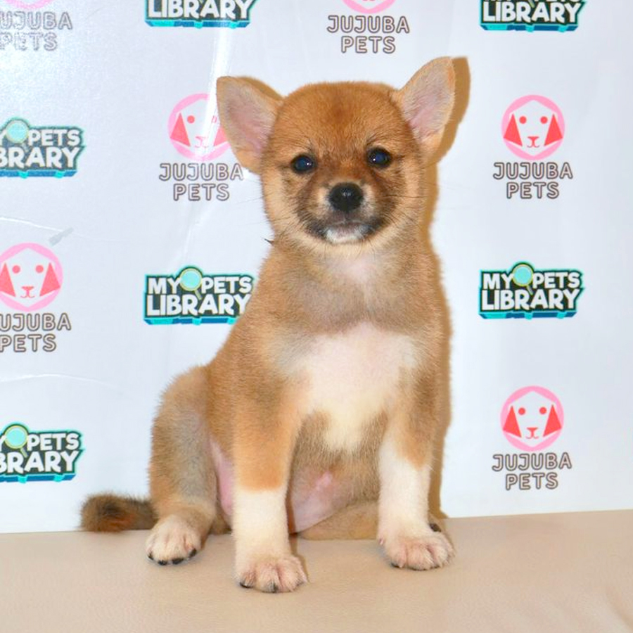 Shiba Inu Puppy