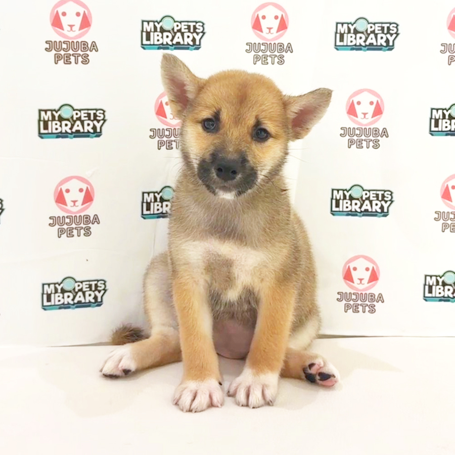 Shiba Inu Puppy